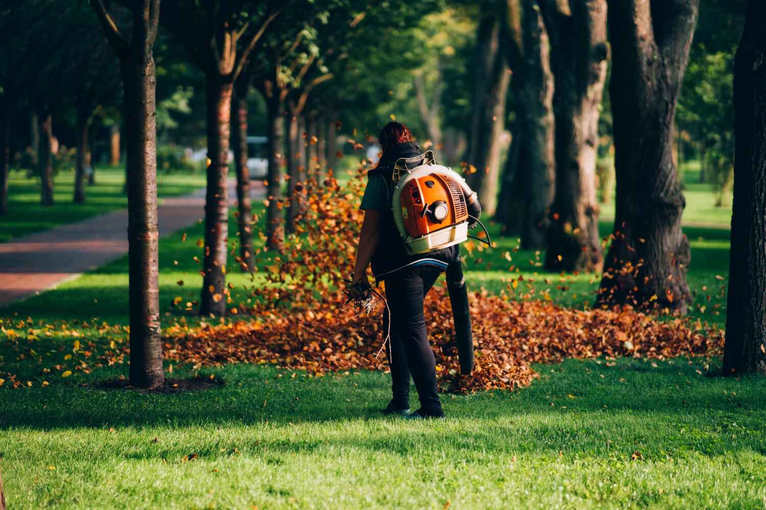 The Steps Involved in Our Tree Care Process in Chandler, TX